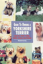 YORKSHIRE TERRIER ,GUIDE TO OWING A