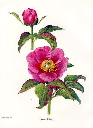 A STUDY OF THE GENUS PAEONIA