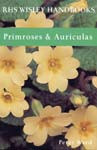 PRIMROSES E AURICULAS