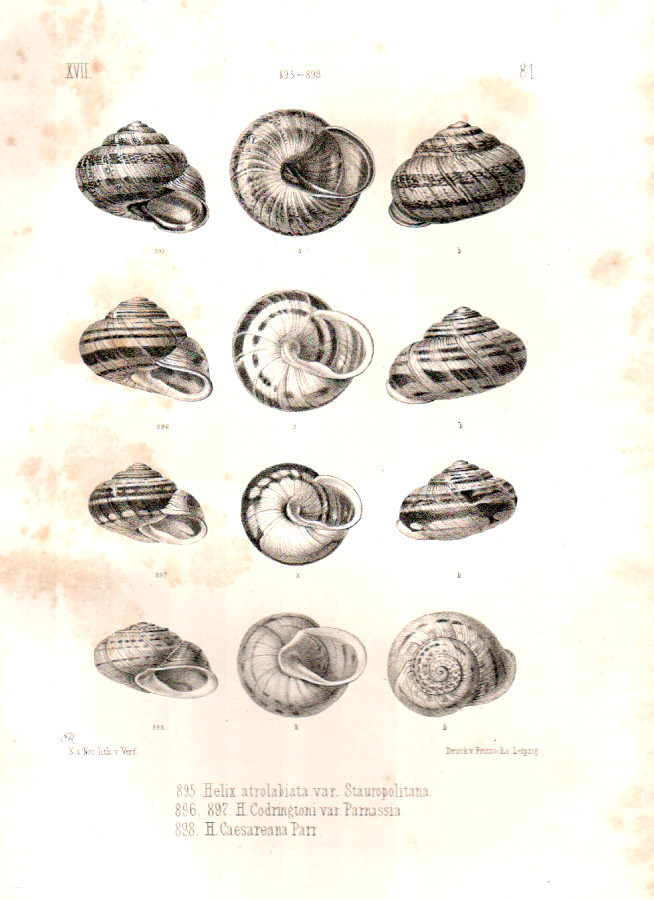 ICONOGRAPHIE DER LAND UND SUSSWASSER MOLLUSKEN