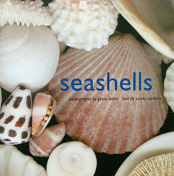 SEASHELLS