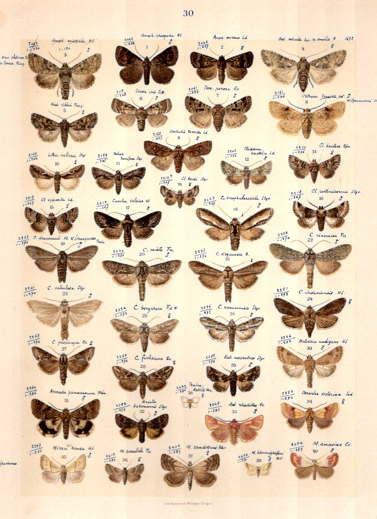 DIE SCHMETTERLINGE EUROPAS