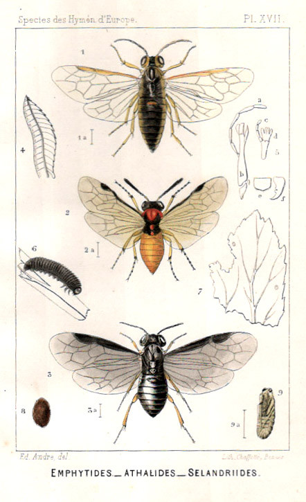 SPECIES DES HYMENOPTERES D EUROPE ET D ALGERIE