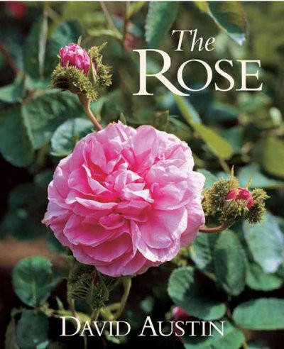 THE ROSE