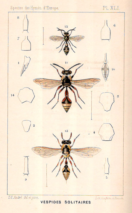 SPECIES DES HYMENOPTERES D EUROPE ET D ALGERIE