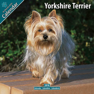 YORKSHIRE TERRIER 2010